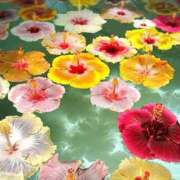 ヒメ日記 2025/08/04 11:33 投稿 久高 みさ HANA-okinawa-