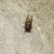 ヒメ日記 2025/08/08 22:45 投稿 久高 みさ HANA-okinawa-