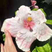 ヒメ日記 2025/09/17 16:03 投稿 久高 みさ HANA-okinawa-