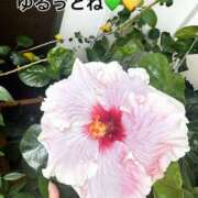 ヒメ日記 2026/03/26 14:33 投稿 久高 みさ HANA-okinawa-