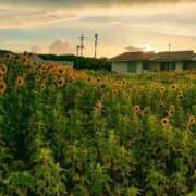 ヒメ日記 2025/07/17 05:48 投稿 藤崎彩花 吉原ファーストレディ