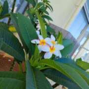 ヒメ日記 2025/07/25 08:00 投稿 藤崎彩花 吉原ファーストレディ