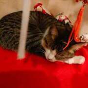 ヒメ日記 2025/08/08 21:26 投稿 藤崎彩花 吉原ファーストレディ