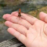 ヒメ日記 2025/08/09 14:46 投稿 藤崎彩花 吉原ファーストレディ