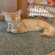 ヒメ日記 2025/08/09 16:33 投稿 藤崎彩花 吉原ファーストレディ