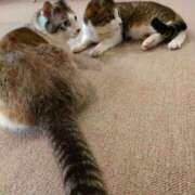 ヒメ日記 2025/08/10 12:01 投稿 藤崎彩花 吉原ファーストレディ