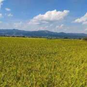 ヒメ日記 2025/09/01 12:40 投稿 藤崎彩花 吉原ファーストレディ