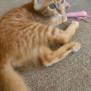 ヒメ日記 2025/09/15 20:46 投稿 藤崎彩花 吉原ファーストレディ