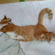 ヒメ日記 2025/10/23 10:26 投稿 藤崎彩花 吉原ファーストレディ