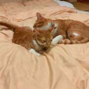 ヒメ日記 2025/12/09 22:16 投稿 藤崎彩花 吉原ファーストレディ