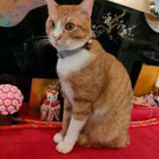 ヒメ日記 2025/12/28 11:18 投稿 藤崎彩花 吉原ファーストレディ