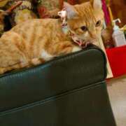 ヒメ日記 2026/03/03 10:26 投稿 藤崎彩花 吉原ファーストレディ