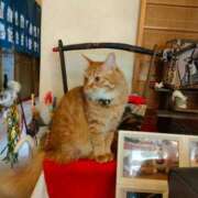 藤崎彩花 🌸次回13日/３月出勤予定🌸 吉原ファーストレディ