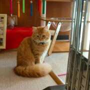 ヒメ日記 2026/03/17 23:06 投稿 藤崎彩花 吉原ファーストレディ