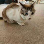 ヒメ日記 2026/03/19 13:46 投稿 藤崎彩花 吉原ファーストレディ