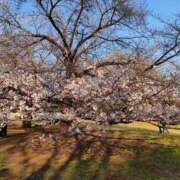 ヒメ日記 2026/03/23 19:07 投稿 藤崎彩花 吉原ファーストレディ