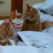 ヒメ日記 2026/03/23 19:28 投稿 藤崎彩花 吉原ファーストレディ