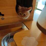 ヒメ日記 2026/03/24 10:36 投稿 藤崎彩花 吉原ファーストレディ