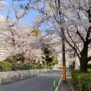 ヒメ日記 2026/03/29 16:26 投稿 藤崎彩花 吉原ファーストレディ