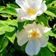 ヒメ日記 2025/06/15 08:48 投稿 キコ　興奮高まる最高の良い女 クラブA