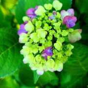 ヒメ日記 2025/06/24 01:18 投稿 キコ　興奮高まる最高の良い女 クラブA