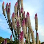 ヒメ日記 2025/07/01 01:33 投稿 キコ　興奮高まる最高の良い女 クラブA