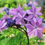 ヒメ日記 2025/07/02 13:33 投稿 キコ　興奮高まる最高の良い女 クラブA