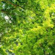 ヒメ日記 2025/07/03 15:42 投稿 キコ　興奮高まる最高の良い女 クラブA