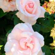 ヒメ日記 2025/07/11 19:57 投稿 キコ　興奮高まる最高の良い女 クラブA