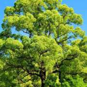 ヒメ日記 2025/07/21 15:00 投稿 キコ　興奮高まる最高の良い女 クラブA