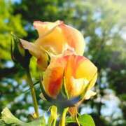 ヒメ日記 2025/07/31 18:51 投稿 キコ　興奮高まる最高の良い女 クラブA