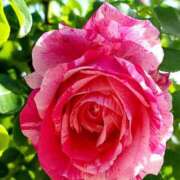 ヒメ日記 2025/08/12 14:36 投稿 キコ　興奮高まる最高の良い女 クラブA