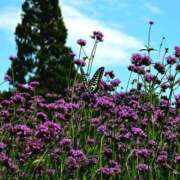 ヒメ日記 2025/08/29 14:03 投稿 キコ　興奮高まる最高の良い女 クラブA