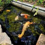 ヒメ日記 2025/10/06 14:36 投稿 キコ　興奮高まる最高の良い女 クラブA