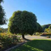 ヒメ日記 2025/10/10 16:03 投稿 キコ　興奮高まる最高の良い女 クラブA