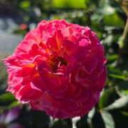 ヒメ日記 2025/10/26 15:18 投稿 キコ　興奮高まる最高の良い女 クラブA