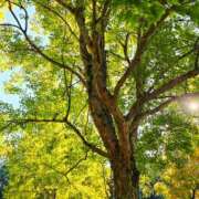 ヒメ日記 2025/11/02 15:18 投稿 キコ　興奮高まる最高の良い女 クラブA