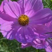 ヒメ日記 2025/11/05 15:18 投稿 キコ　興奮高まる最高の良い女 クラブA