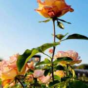 ヒメ日記 2025/11/17 19:18 投稿 キコ　興奮高まる最高の良い女 クラブA