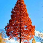 ヒメ日記 2025/11/19 15:18 投稿 キコ　興奮高まる最高の良い女 クラブA