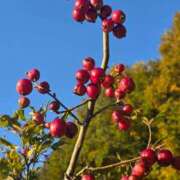 ヒメ日記 2025/11/29 18:18 投稿 キコ　興奮高まる最高の良い女 クラブA