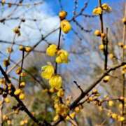 ヒメ日記 2026/01/10 17:36 投稿 キコ　興奮高まる最高の良い女 クラブA