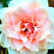 ヒメ日記 2026/01/12 16:48 投稿 キコ　興奮高まる最高の良い女 クラブA