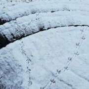 ヒメ日記 2026/01/23 17:33 投稿 キコ　興奮高まる最高の良い女 クラブA