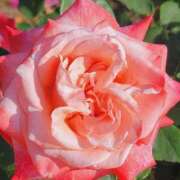 ヒメ日記 2026/01/31 19:06 投稿 キコ　興奮高まる最高の良い女 クラブA