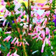 ヒメ日記 2026/02/02 17:18 投稿 キコ　興奮高まる最高の良い女 クラブA