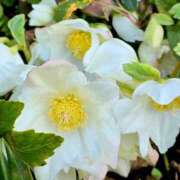 ヒメ日記 2026/02/05 17:18 投稿 キコ　興奮高まる最高の良い女 クラブA