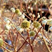 キコ　興奮高まる最高の良い女 昨夜 クラブA