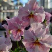 キコ　興奮高まる最高の良い女 月曜日、火曜日 クラブA