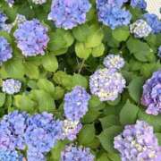 ヒメ日記 2026/06/06 12:03 投稿 まき 錦糸町人妻セレブリティ（ユメオト）
